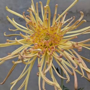 Chrysanthème bouture TEST