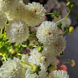 Dahlia Blizzard (tubercule)