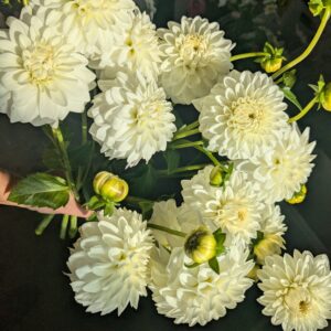 Dahlia Bridezilla (tubercule)