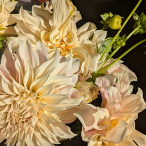 Dahlia Café au Lait (tubercule)