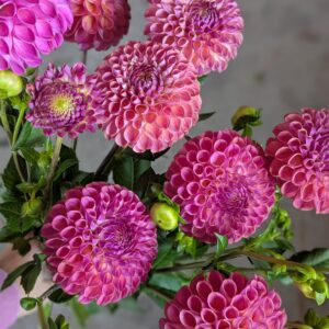 Dahlia Caitlyn Joy (tubercule)