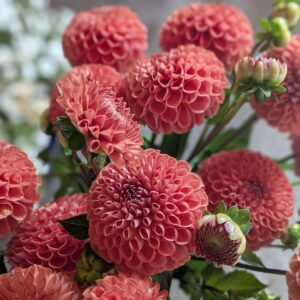 Dahlia Cornel Bronze (tubercule)