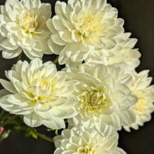 Dahlia Peace Pact (tubercule)