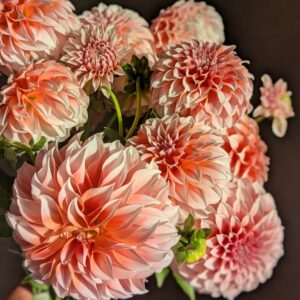 Dahlia Peaches & Cream (tubercule)