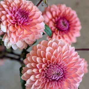Dahlia Sweet Sane (tubercule)