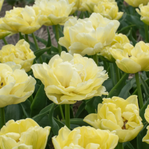 Tulipe 'Avant-Garde' (10 bulbes)