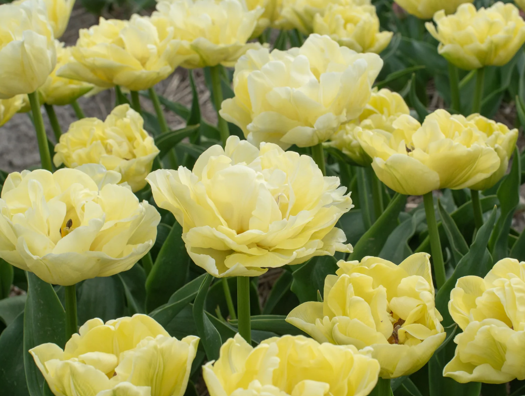 Tulipe 'Avant-Garde' (10 bulbes)