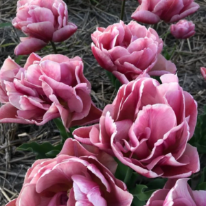 Tulipe 'Beachberry' (10 bulbes)