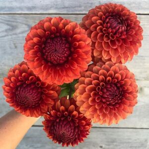 Dahlia Brown Sugar (tubercule)
