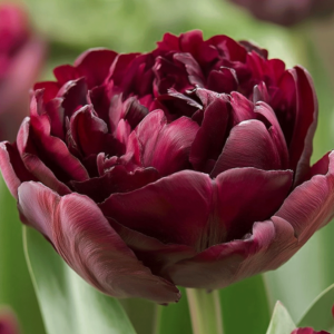 Tulipe 'Canyon' (10 bulbes)