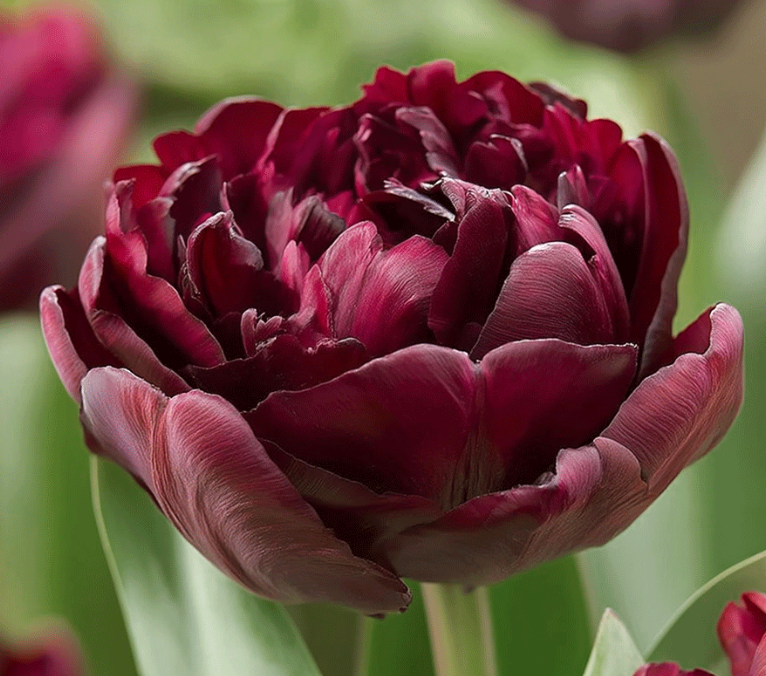 Tulipe 'Canyon' (10 bulbes)