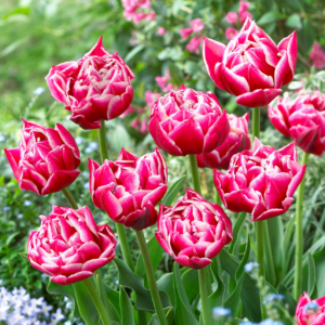 Tulipe 'Columbus' (10 bulbes)