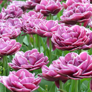 Tulipe 'Dream Touch' (10 bulbes)