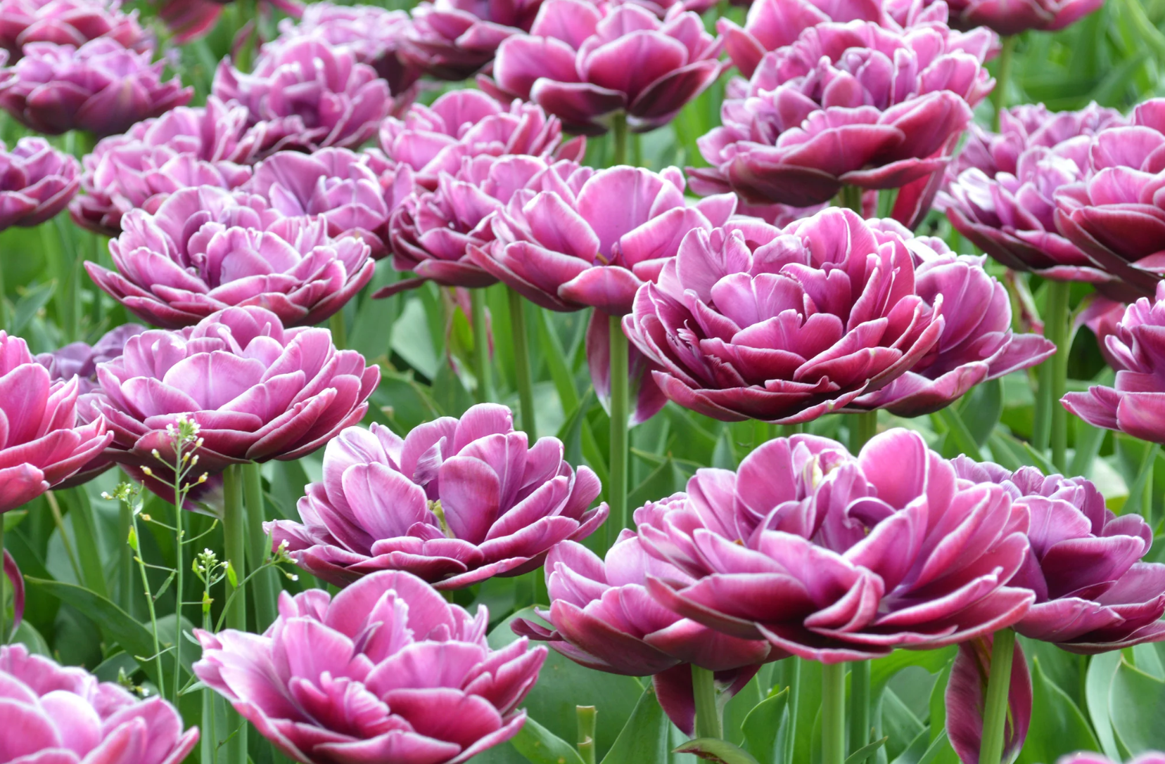Tulipe 'Dream Touch' (10 bulbes)