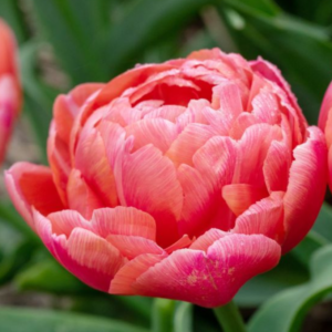 Tulipe 'Etched Salmon' (10 bulbes)