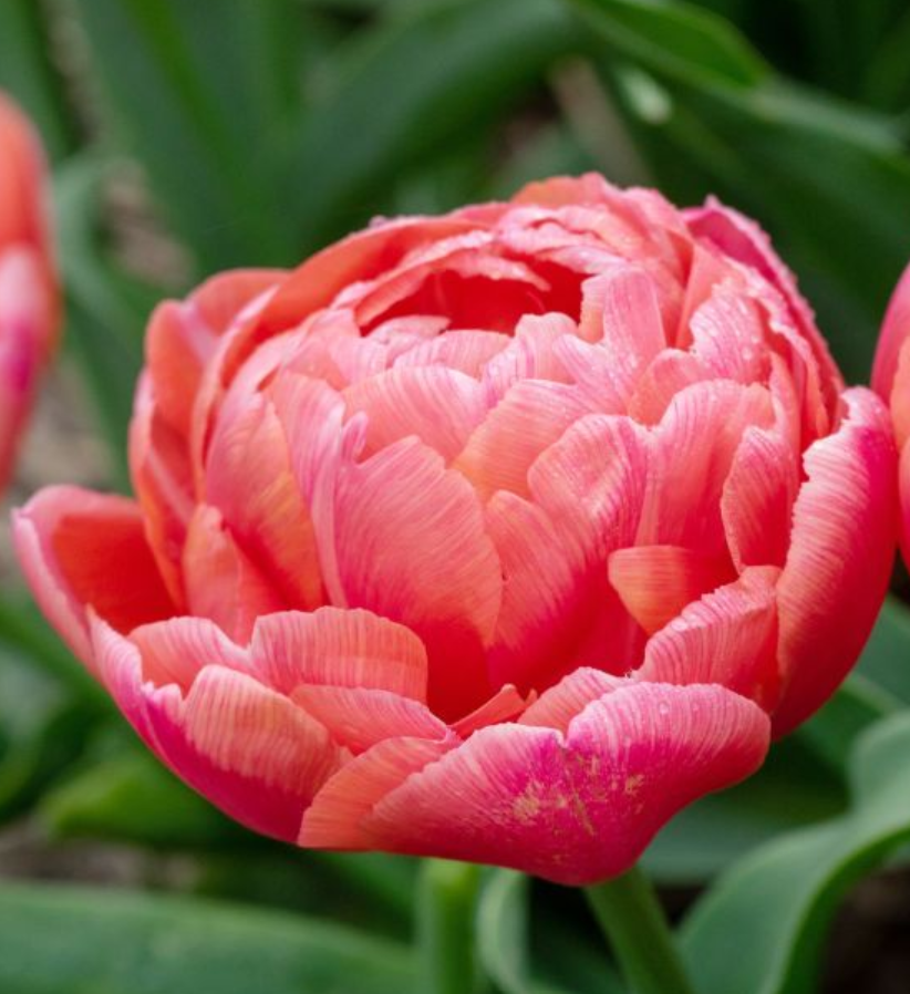 Tulipe 'Etched Salmon' (10 bulbes)