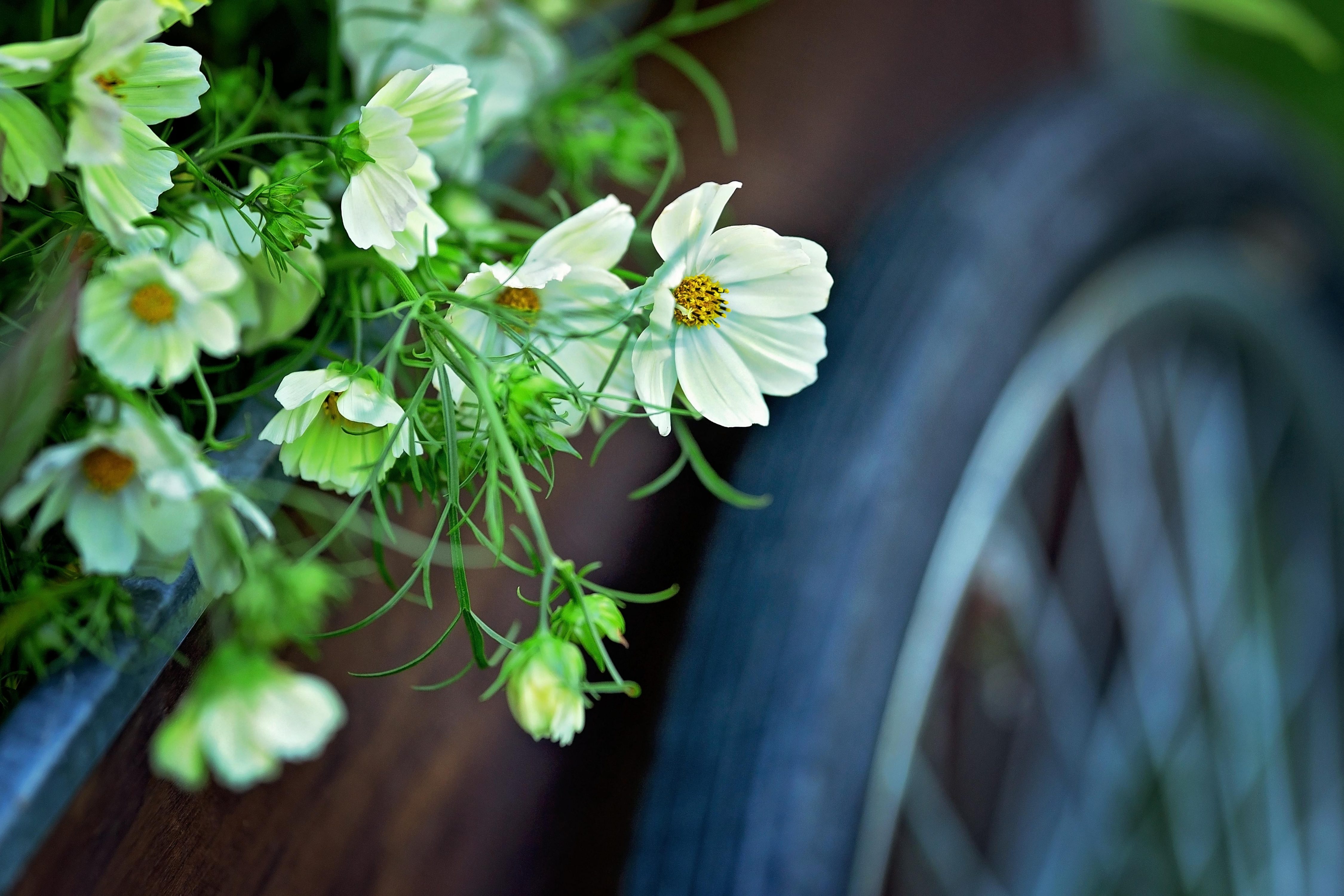 fleurs blanches et roue