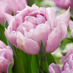 Tulipe 'Katinka' (10 bulbes)