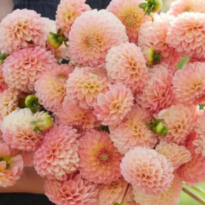 Dahlia L.A.T.E. (tubercule)