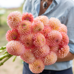 Dahlia L.A.T.E. (tubercule)