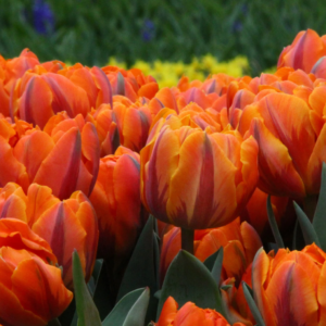 Tulipe 'Orange Princess' (10 bulbes)