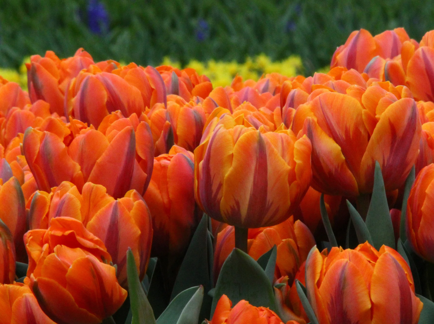 Tulipe 'Orange Princess' (10 bulbes)