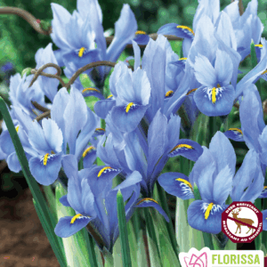 Bulbes d'Iris naines Alida (10 bulbes)