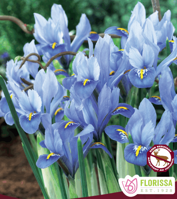 Bulbes d'Iris naines Alida (10 bulbes)