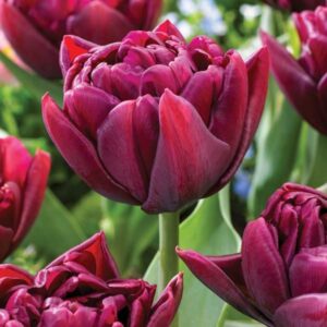 Bulbes de tulipe 'Alison Bradley' (10 bulbes)