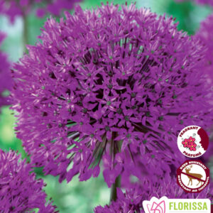 Bulbes de Allium Purple Sensation (10 bulbes)