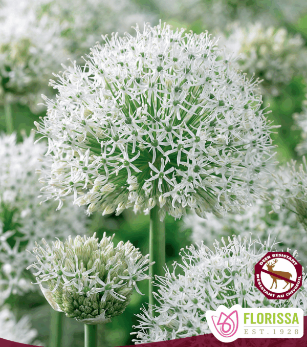 Bulbes d'Allium 'Giant White' (1 bulbe )