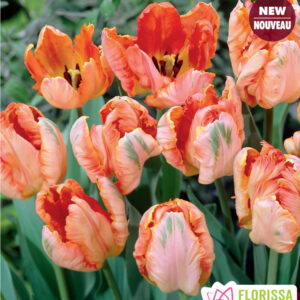 Bulbes de tulipe Apricot Parrot (10 bulbes)