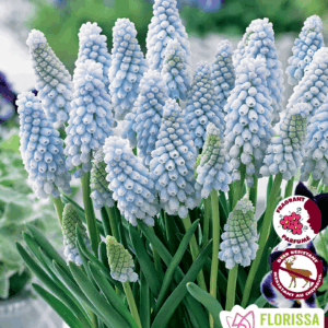 Bulbes de Muscari 'Baby's Breath (15 bulbes)
