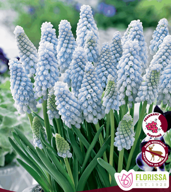 Bulbes de Muscari 'Baby's Breath (15 bulbes)
