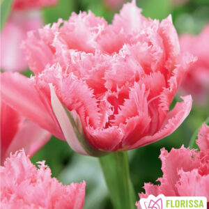 Bulbes de tulipe Crispion Sweet (10 bulbes)