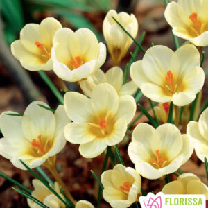 Bulbes de Crocus Cream Beauty (10 bulbes)