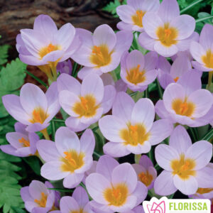 Bulbes de Crocus Firefly (10 bulbes)