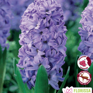 Bulbes de Jacinthe 'Delft Blue' (5 bulbes)