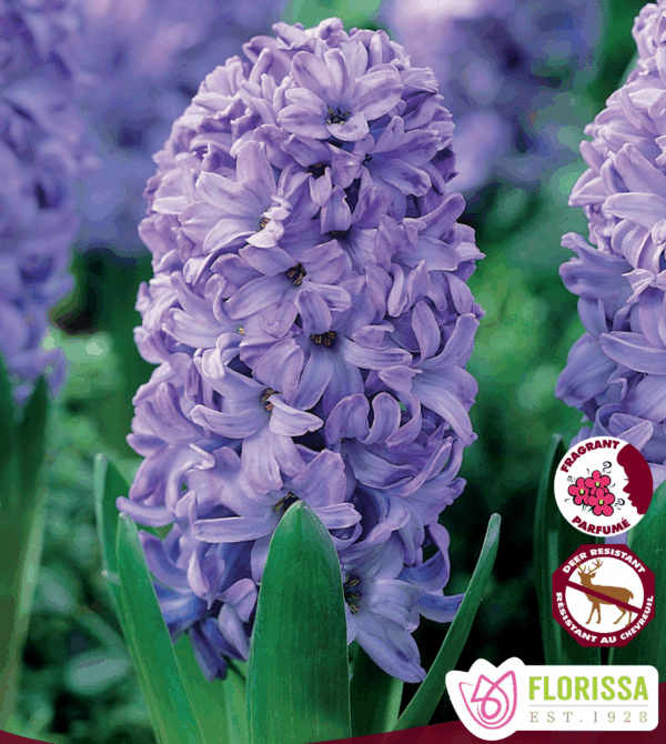 Bulbes de Jacinthe 'Delft Blue' (5 bulbes)