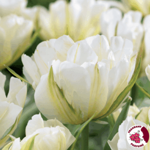 Bulbes de tulipe Exotic Emperor (10 bulbes)