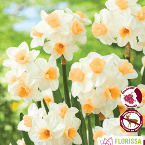 Bulbes de Narcisses Kapiti Peach (10 bulbes)