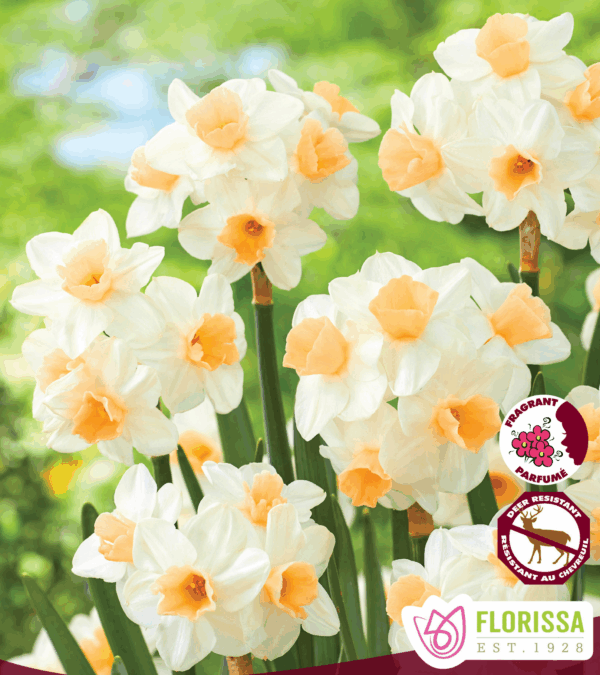 Bulbes de Narcisses Kapiti Peach (10 bulbes)