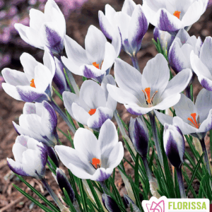 Bulbes de Crocus 'Lady Killer' (10 bulbes)
