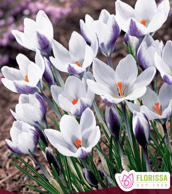 Bulbes de Crocus 'Lady Killer' (10 bulbes)