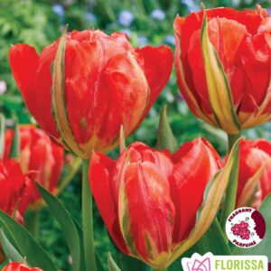 Bulbes de tulipe 'Love Valley' (10 bulbes)