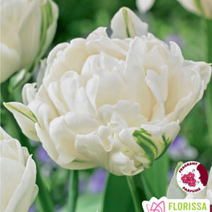 Bulbes de tulipe Mount Tacoma (10 bulbes)