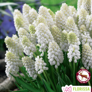 Bulbes de Muscari White Magic (10 bulbes)