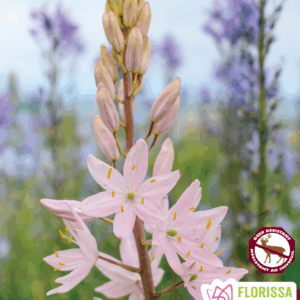 Camassia Pink Star (1 bulbe)