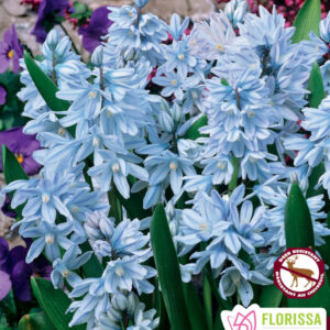 Bulbes de Scilla Libanotica (10 bulbes)