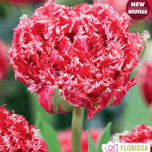 Bulbes de tulipe Qatar (10 bulbes)